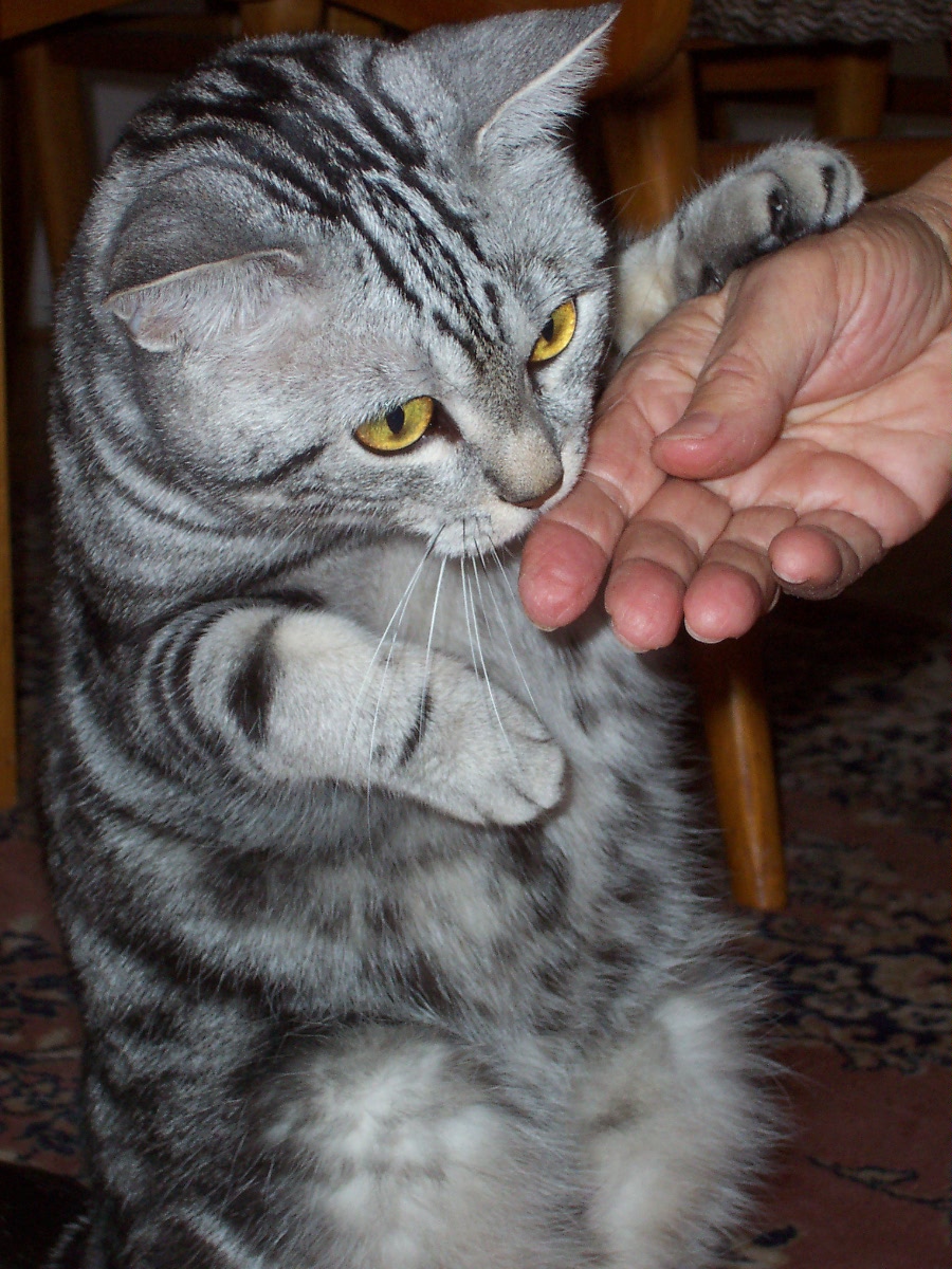 1) mňam